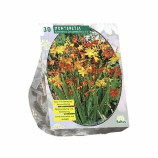 Montbretia per 30