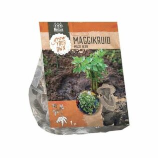 Maggikruid per 1