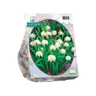 Leucojum per 10