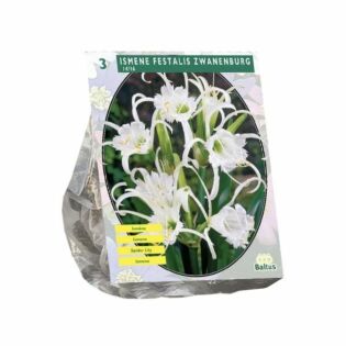 Ismene Festalis Zwanenburg per 3