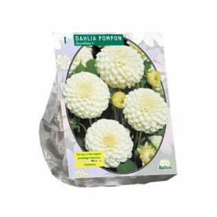 Dahlia Pompon Snowflake per 1