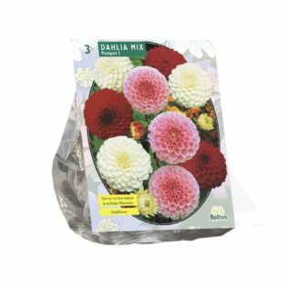 Dahlia Pompon Mix per 3