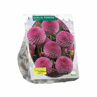 Dahlia Pompon Lipoma per 1