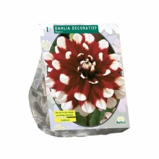 Dahlia Decoratief Duet per 1