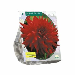 Dahlia Cactus Helga per 1