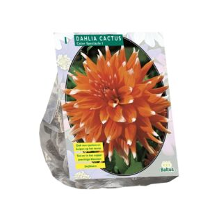Dahlia Cactus Colour Spectacle per 1