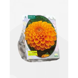 Dahlia Ball Maarn per 1 Dahlia Ball Maarn per 1