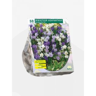 Brodiaea Mix per 50