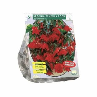 Begonia Pendula, rood per 5