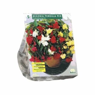 Begonia Pendula, Mix per 5
