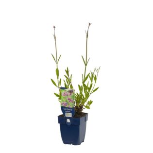 IJzerhard - Verbena bonariensis