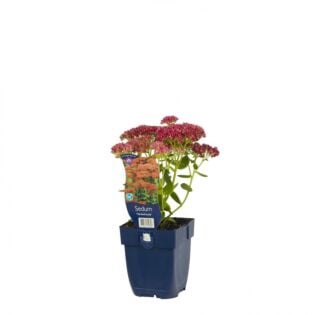 Hemelsleutel - Sedum 'Herbstfreude'