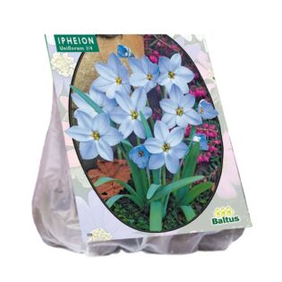 Ipheion per 100