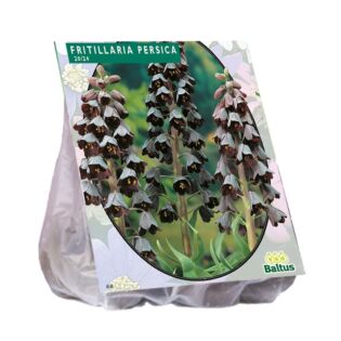 Fritillaria Persica per 3
