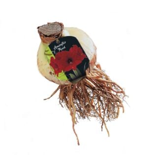Amaryllis, Rood (Steeketiket)