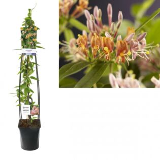 Kamperfoelie - Lonicera henryi