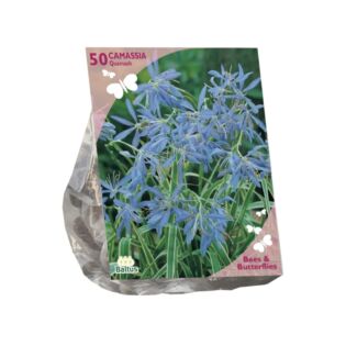 Bees & Butterflies - Camassia Quamash per 50