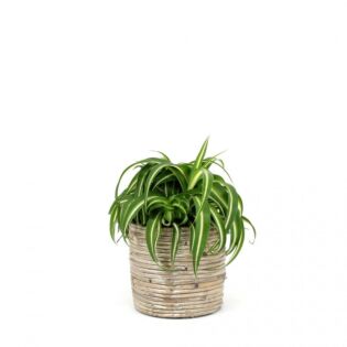 Graslelie - Chlorophytum bonnie Graslelie - Chlorophytum bonnie