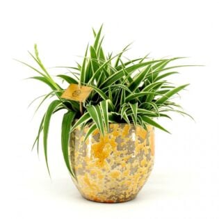 Chlorophytum Ocean P15