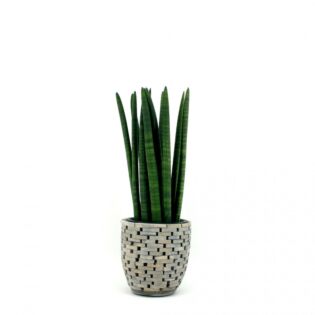 Sansevieria Zeylanica