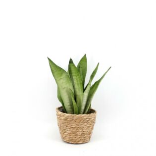 Sansevieria Moonshine