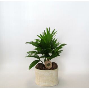 Waaierpalm - Livistona inclusief Handgedraaide pot Ruby Waaierpalm - Livistona inclusief Handgedraaide pot Ruby