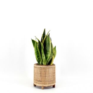 Sansevieria Superba
