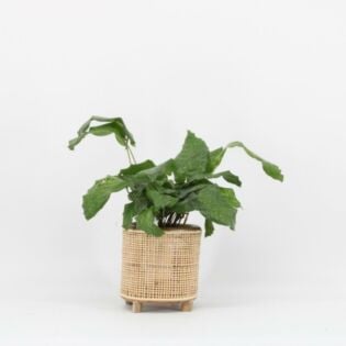 Calathea Network