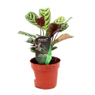 Ctenanthe Burle-Marxii