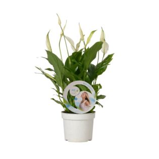 Lepelplant - Spathiphyllum Bellini