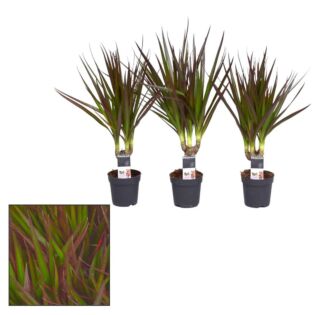 Dracaena Magenta