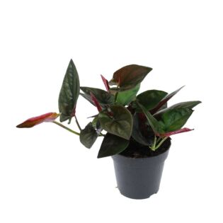 Syngonium Erythrophyllum