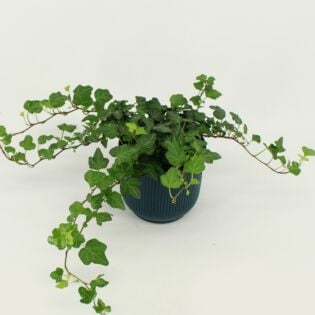 Hedera helix Wonder 35 cm