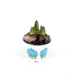 Hyacinthus orie. Blauw