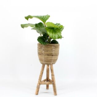Calathea Orbifolia - 40 cm