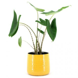 Alocasia Zebrina pot 19