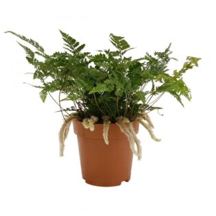 Humata tyermannii