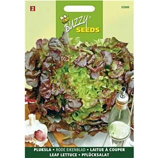 Pluksla Red Salad Bowl, Rode Eikenblad - Buzzy Pluksla Red Salad Bowl, Rode Eikenblad - Buzzy