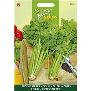 Bleekselderij Pascal, Groene Volpijp - Buzzy Bleekselderij Pascal, Groene Volpijp - Buzzy