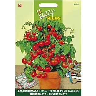 Balkontomaat Maja - Buzzy