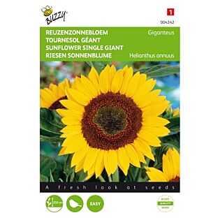Helianthus, Reuzenzonnebloem Giganteus - Buzzy