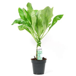 Brighamia insignis Hawaii Palm