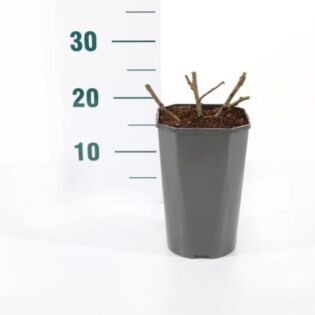 Rosa 'Alabaster'&reg;