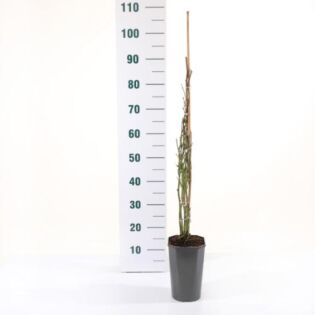 Rosa 'Pirouette'(Tm) Courtyard® Rosa 'Pirouette'(Tm) Courtyard®