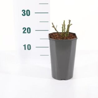 rosa 'Absolutely Fabulous'® rosa 'Absolutely Fabulous'®