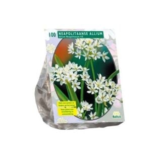 Allium Neapolitanum per 100