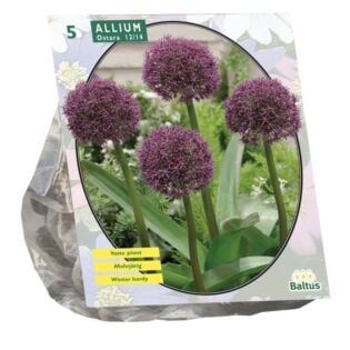 Allium Ostara per 5
