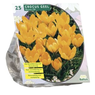 Crocus Grootbloemig, Geel per 25
