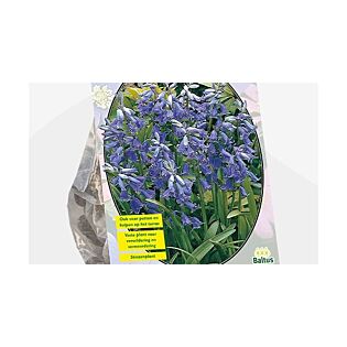 Scilla Nutans Endymion Non Scripta per 15 Scilla Nutans Endymion Non Scripta per 15