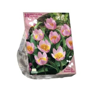 Bees & Butterflies - Tulipa Bakari Lilac Wonder per 30